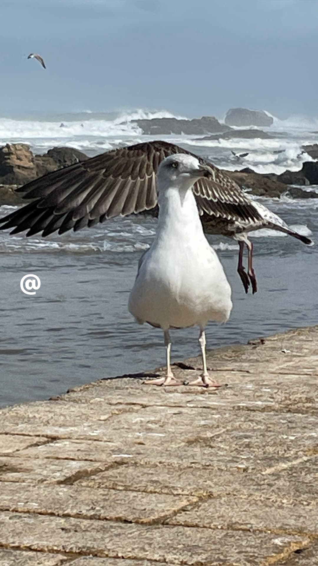envol-de-mouettes-a-essaouira