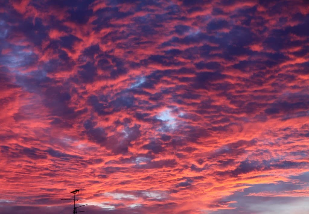 Flamboyance