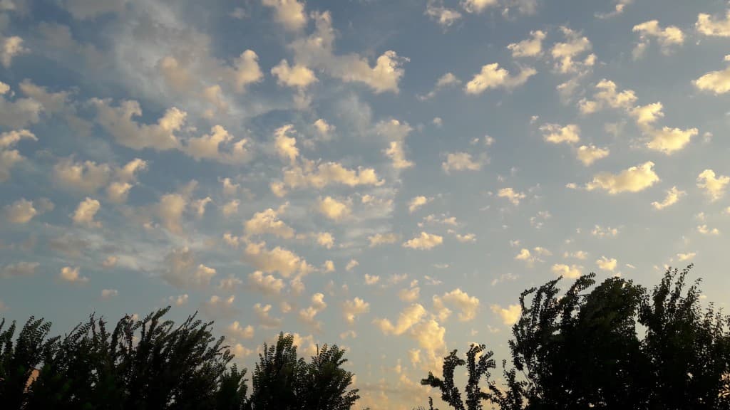 Moutons toulousains 
