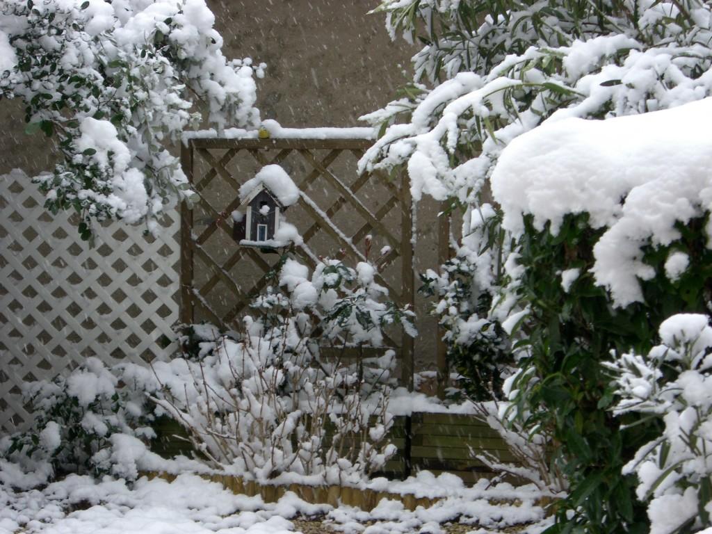 le jardin sous la neige, ce matin
